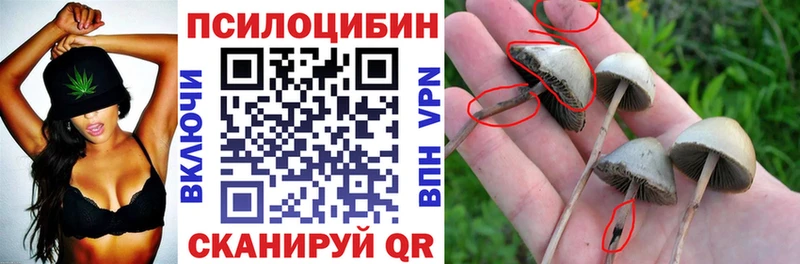 наркотики  Кировск  Псилоцибиновые грибы Cubensis 